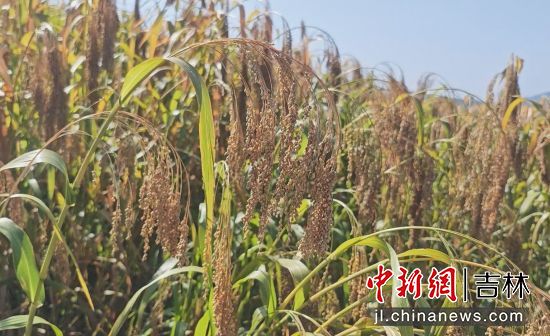 ���D�hί������/���D